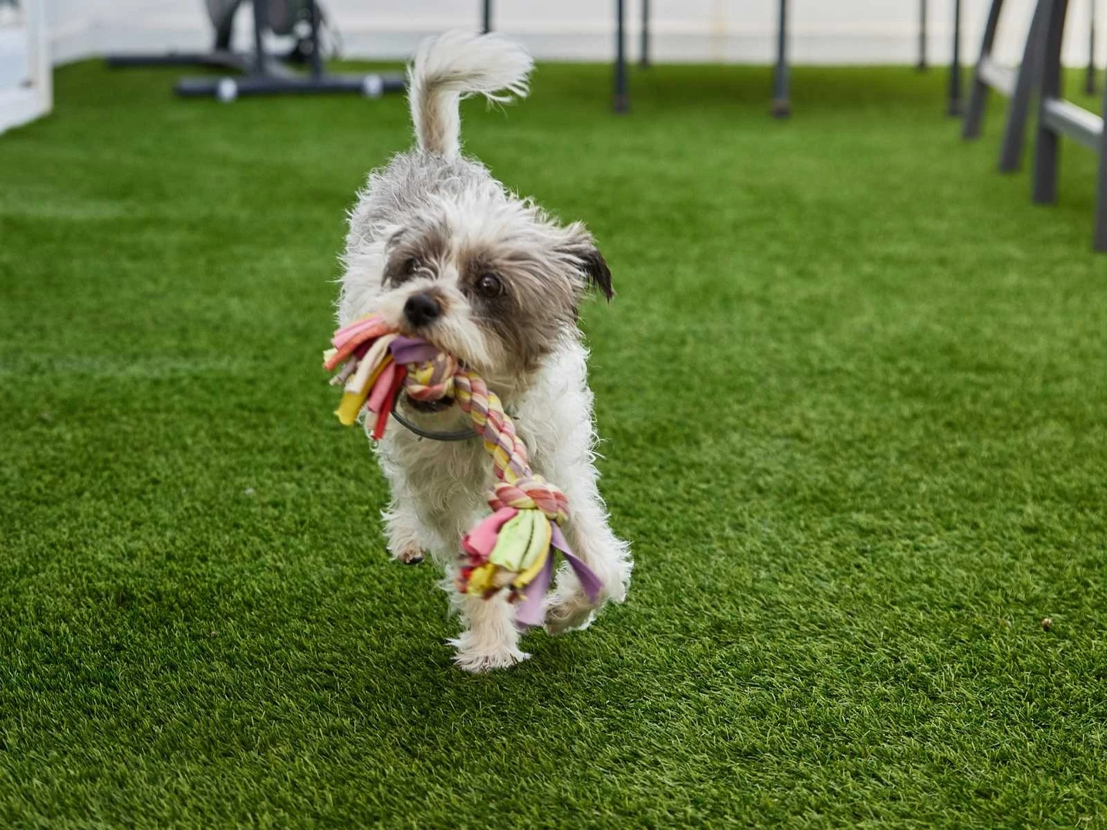 Pet-Friendly Artificial Turf Installation in The Woodlands, TX